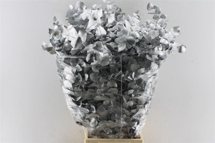 <h4>Euca Cinerea Metal Silver</h4>