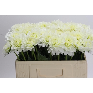 Dahlia Karma M. Zwaan