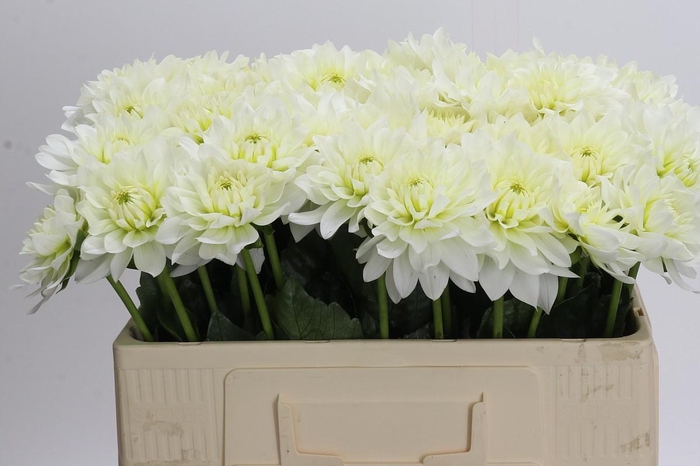 <h4>Dahlia Karma M. Zwaan</h4>