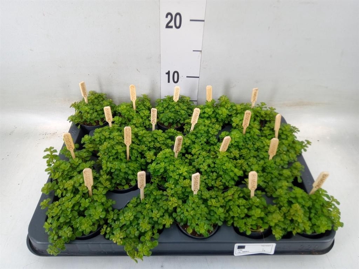 <h4>Pilea depressa</h4>