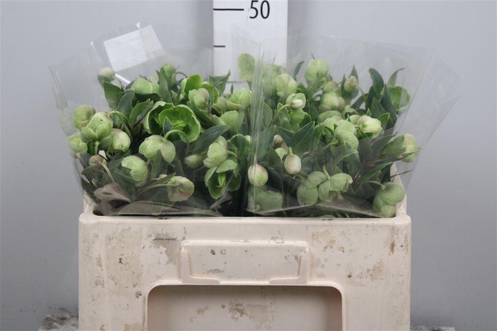 <h4>Hell Magnific Bells</h4>