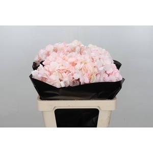 Hydrangea Light Pink Premium