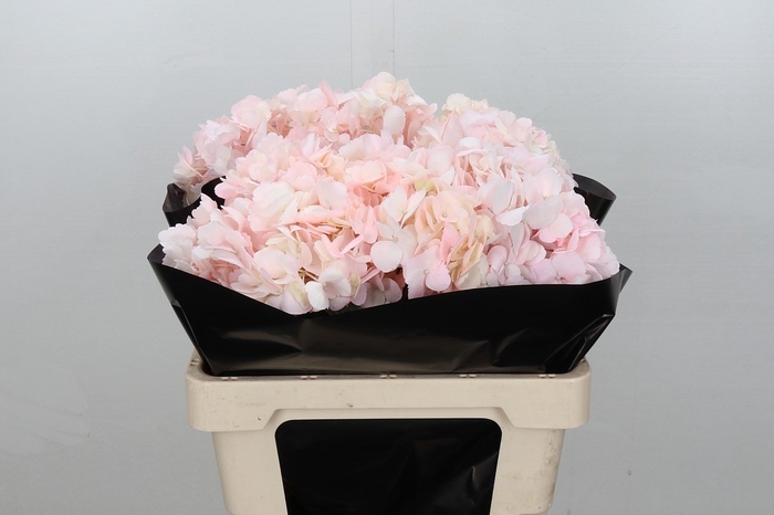 <h4>Hydrangea Light Pink Premium</h4>