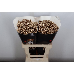 Snijgroen Snijbloemen Klb H