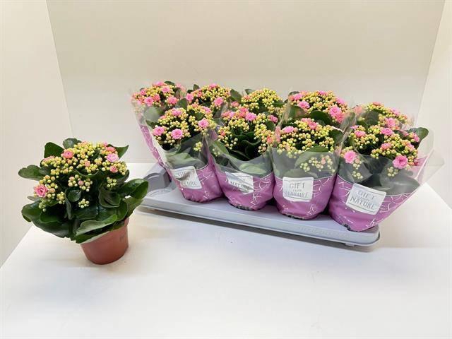 <h4>KAL GE PERFECTA PINK</h4>