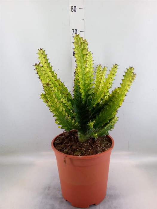 <h4>Euphorbia   ...</h4>