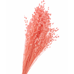 Dried Bleached Broom Bloom Light Pink