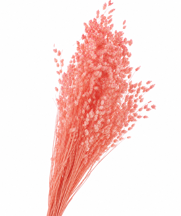 <h4>Dried Bleached Broom Bloom Light Pink</h4>