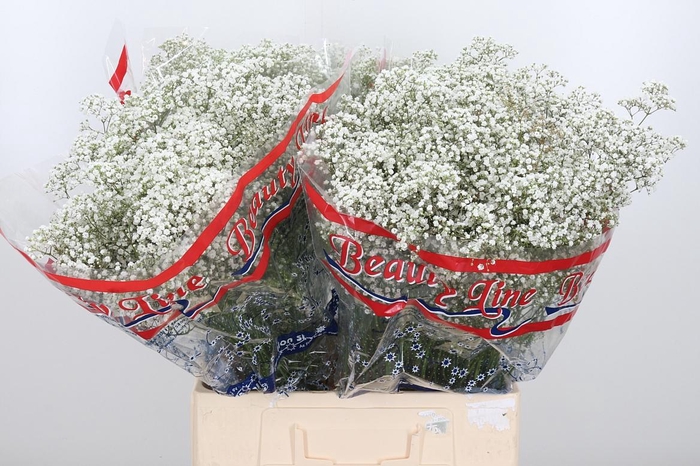 <h4>Gyps Million Star</h4>