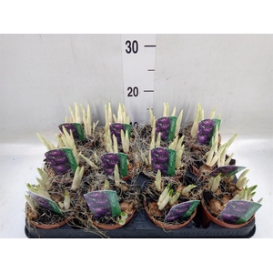 Crocus vernus 'Flower Record'