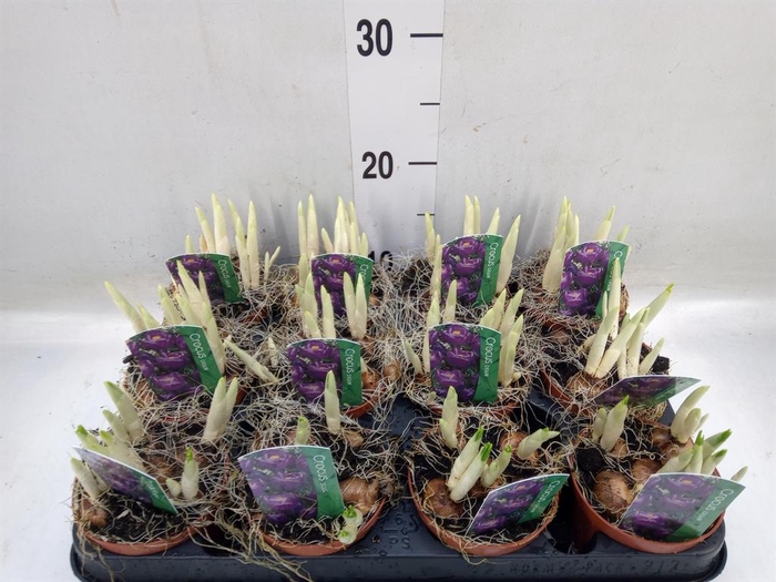 <h4>Crocus vernus 'Flower Record'</h4>