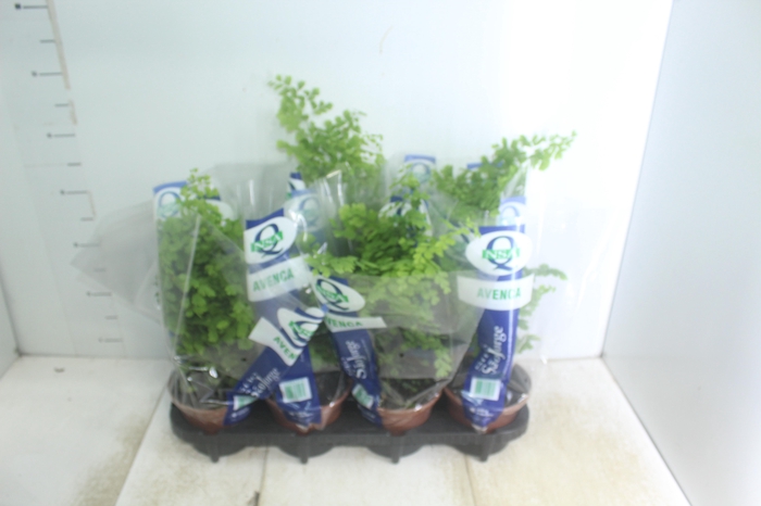 <h4>AVENCA VARIADA P15</h4>