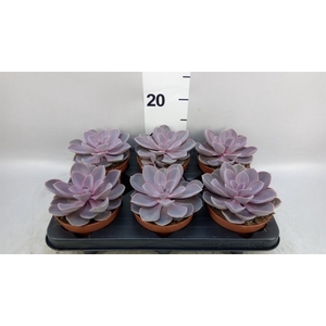 Echeveria 'Purple Pearl'