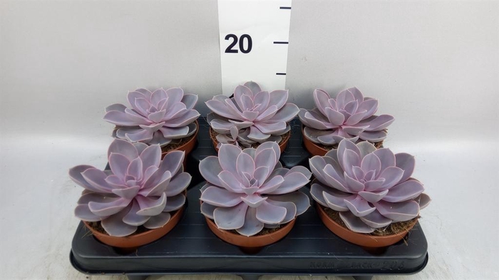 <h4>Echeveria 'Purple Pearl'</h4>