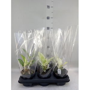 Philodendron  'Florida Ghost'