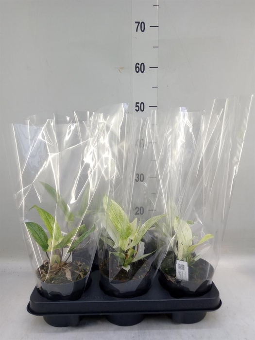 <h4>Philodendron  'Florida Ghost'</h4>