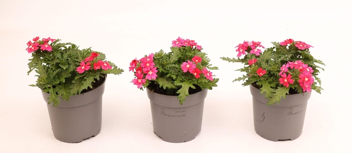 <h4>Verbena Drums Pink</h4>