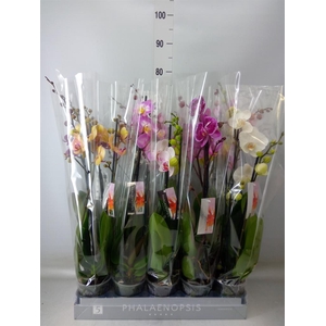 Phalaenopsis   ...mix  7