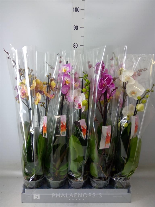 <h4>Phalaenopsis ...mix 7</h4>