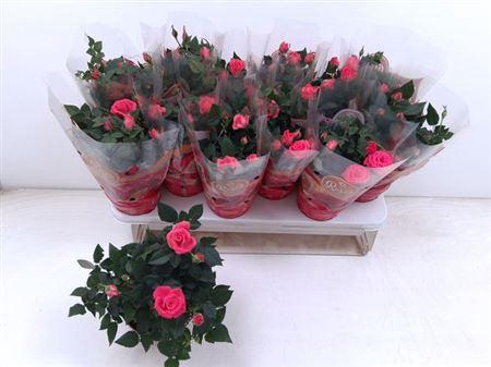 <h4>Ro Fav Ro Pink</h4>