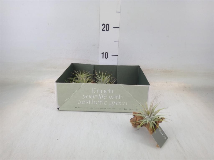<h4>Arr.  Tillandsia L%</h4>