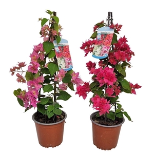 BOUGAINV ALEXANDRA
