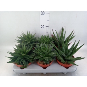 Aloe   ...mix