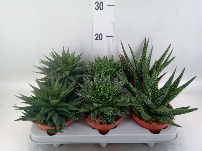 <h4>Aloe   ...mix</h4>