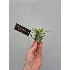 Tillandsia Ionantha single met Label