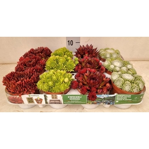 Sempervivum   ...