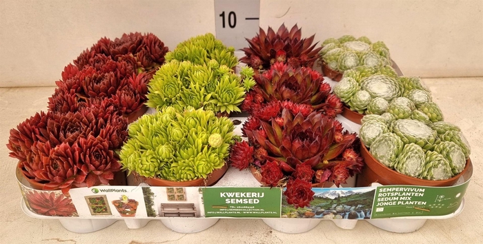 <h4>Sempervivum ...</h4>
