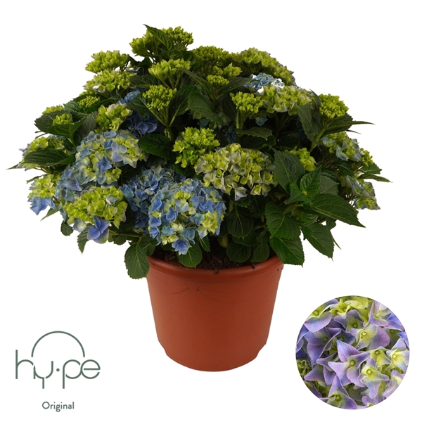 <h4>Hydrangea Mophead Blue 15+ | Hy-pe Original</h4>