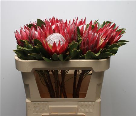 <h4>Protea Cynaroides Madiba</h4>