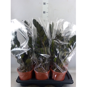 Zamioculcas zamiifolia 'Dowon'