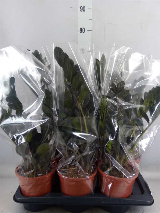 <h4>Zamioculcas zamiifolia 'Dowon'</h4>