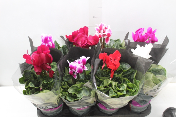 <h4>CYCLAMEN P14</h4>