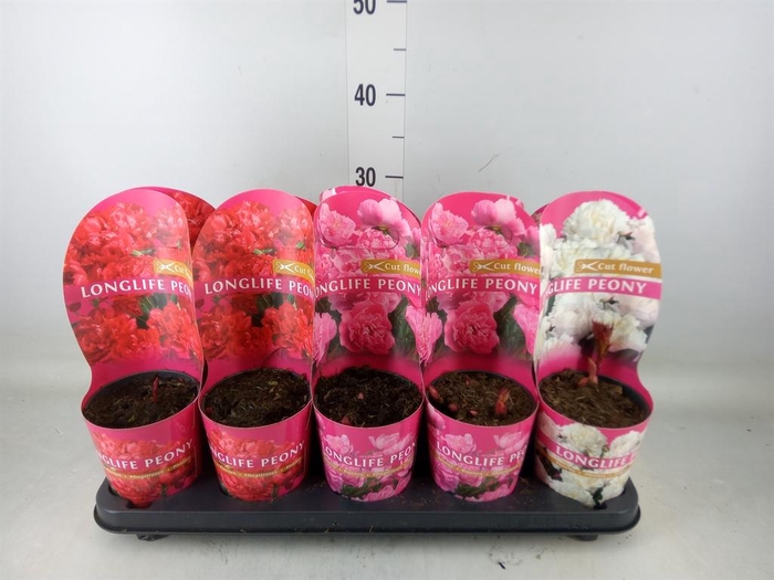 <h4>Paeonia   ...mix</h4>