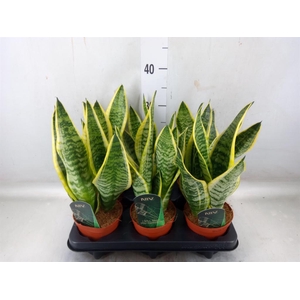 Sansevieria trifa. 'Futura Superba'