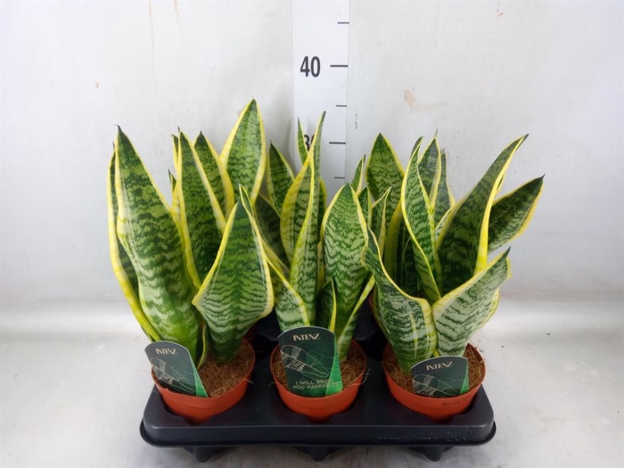 <h4>Sansevieria trifa. 'Futura Superba'</h4>