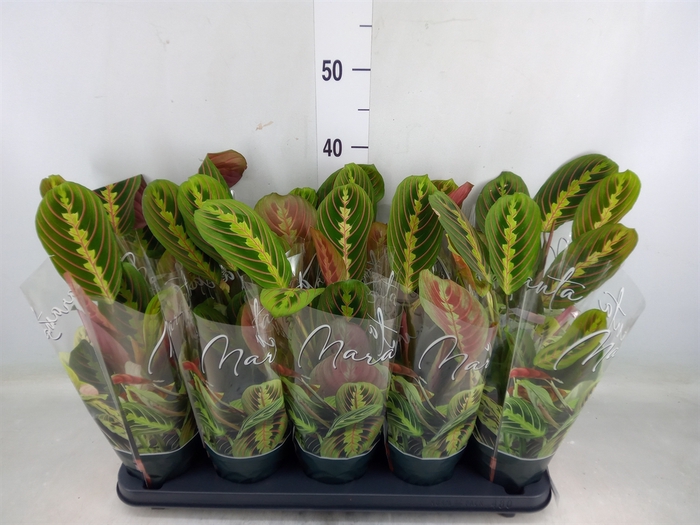 <h4>Maranta leuc. 'Fascinator'</h4>