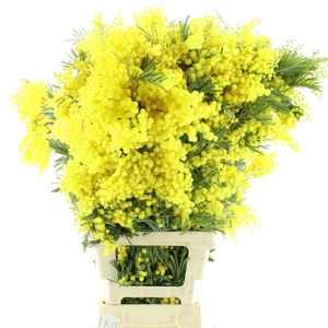 Mimosa Mirandol Pointe Xl P St