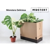 arr8 Monstera Del Variega