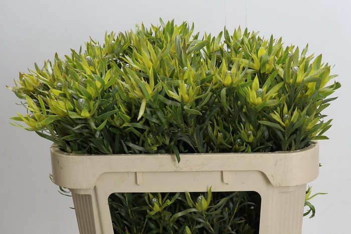 <h4>Leucadendron Pisa Spray</h4>