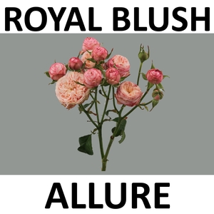 R TR ROYAL BLUSH