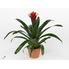 Guzmania  'Happyness'