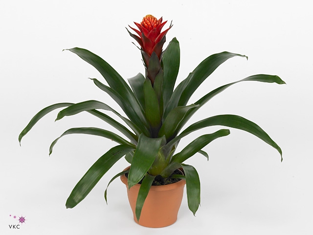 Guzmania  'Happyness'