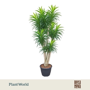 Dracaena Anita p32