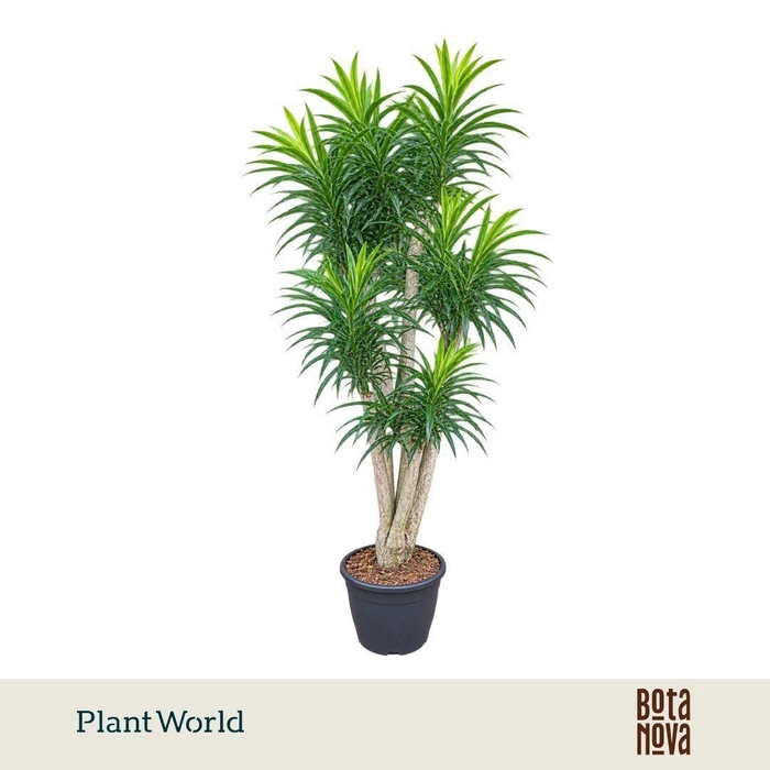 <h4>Dracaena Anita p32</h4>