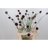 Allium Dancing Tancho