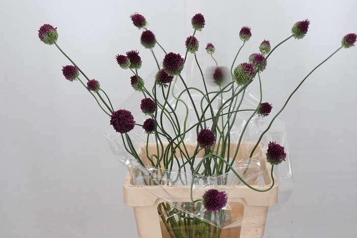 Allium Dancing Tancho